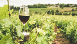 Att upptäcka vin och champagne med karaktär och ursprung