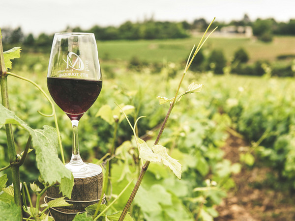 thumbnail of Att upptäcka vin och champagne med karaktär och ursprung